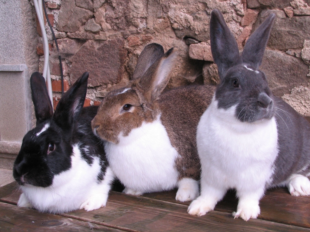 Naši ušáci všech barev