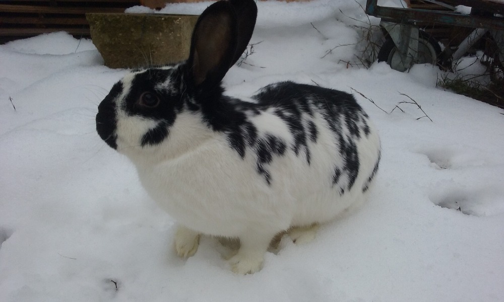 Mlynář MS černého