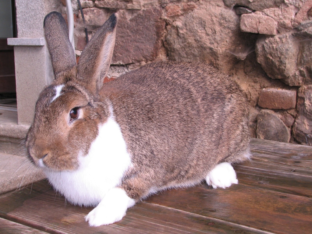 M. strakáč divoce zbarvený