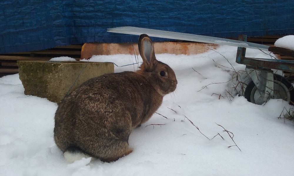 Kominík MS divoce zbarveného