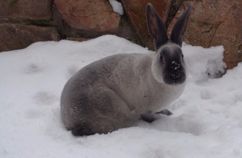 Heterozygotní králík