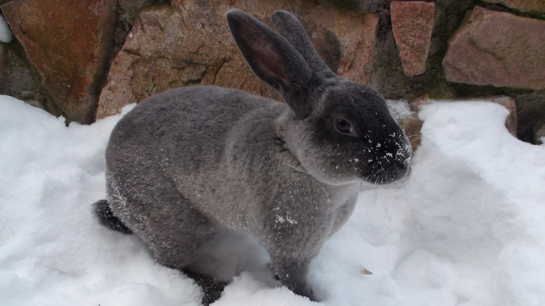 Homozygotní tmavý rex.