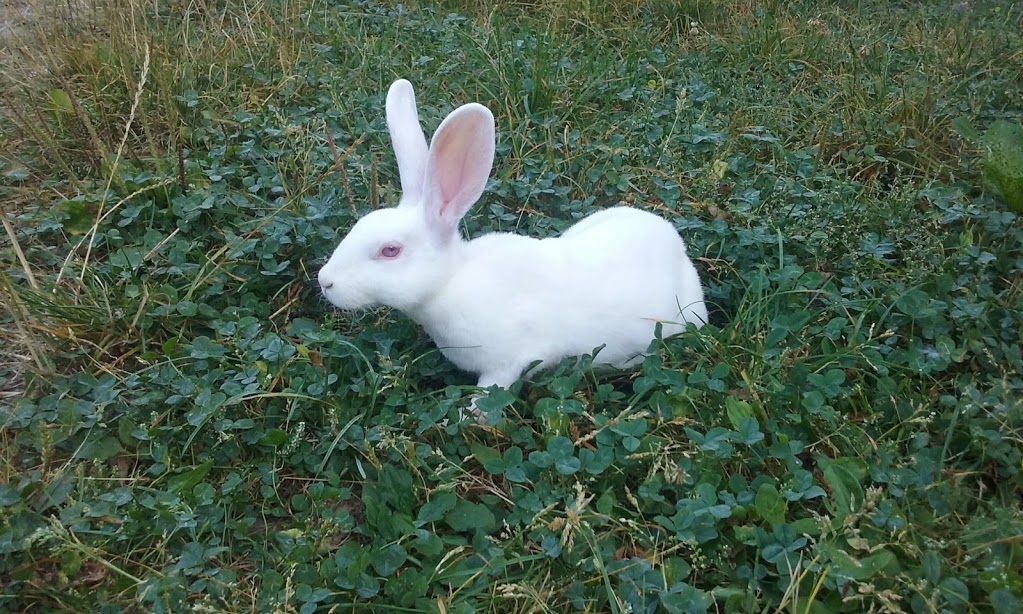 Homozygotní bílý rex